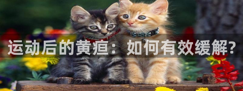 77体育官网